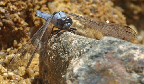 Orthetrum brunneum