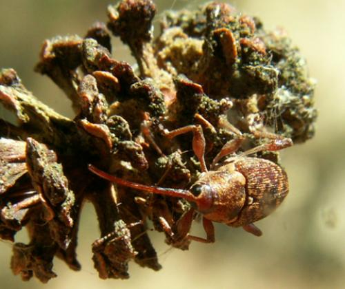 Curculio betulae