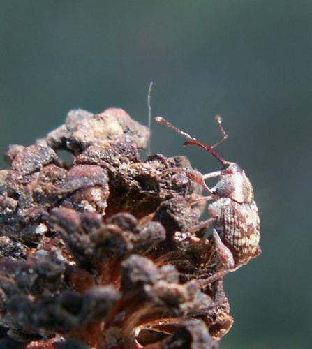Curculio betulae