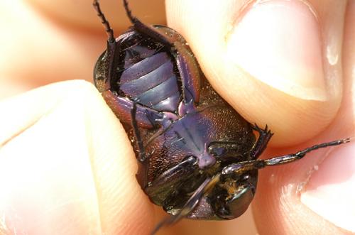 Réf. 36 147 : Potosia cuprea