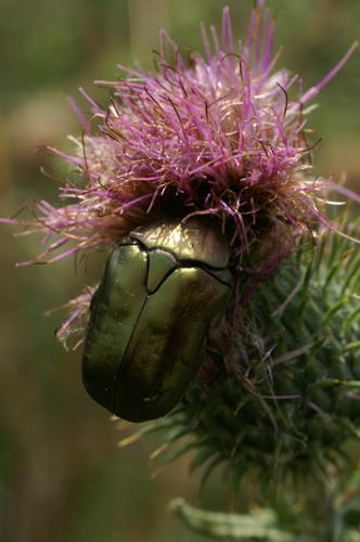 Réf. 36 146 : Potosia cuprea