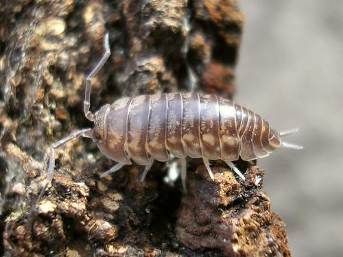 Réf. 36 363 : Cylisticus convexus