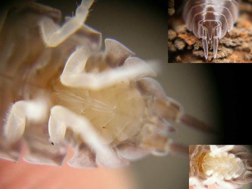 Réf. 36 364 : Cylisticus convexus
