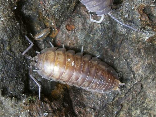 Réf. 36 365 : Cylisticus convexus