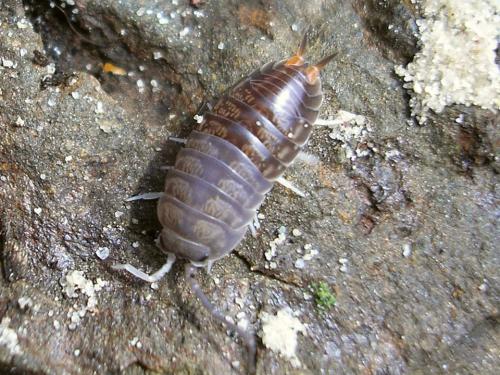Réf. 36 366 : Cylisticus convexus