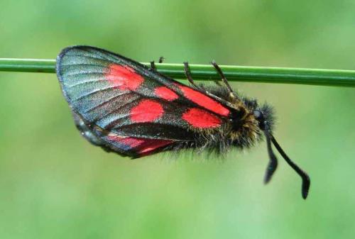 Réf. 36 151 : Zygaena exulans