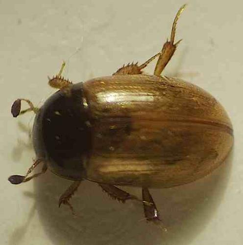 Cercyon quisquilius