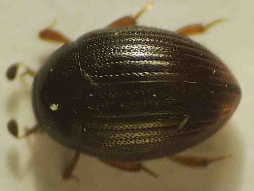 Réf. 36 101 : Cryptopleurum minutum