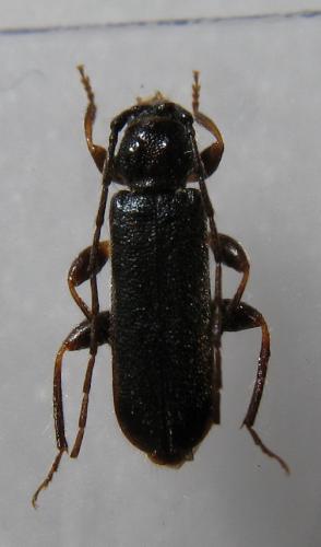 Poecilium lividum