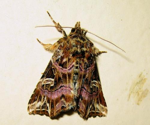 Callopistria juventina