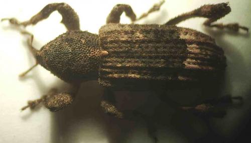 Camptorhinus statua