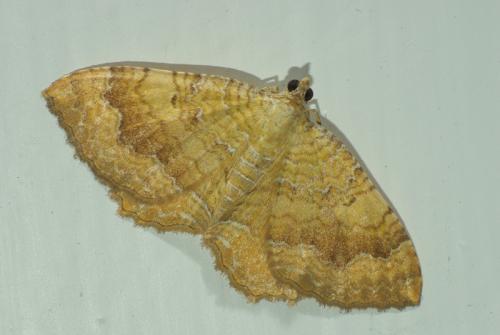 Réf. 36 593 : Camptogramma bilineata