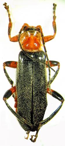 Réf. 36 035 : Cantharis livida