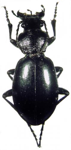 Carabus sp.