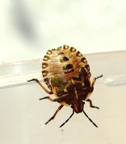 Réf. 36 795 : Carpocoris fuscispinus
