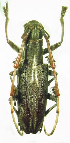 Réf. 36 996 : Psectrocera plumigera