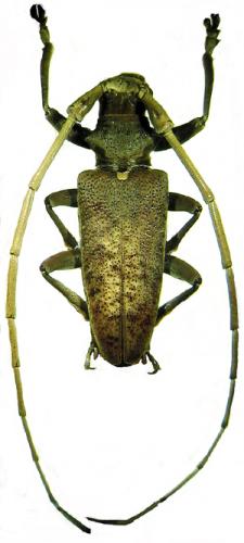 Acalolepta rusticatrix