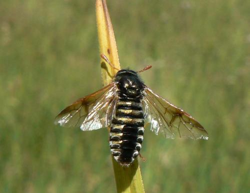 Abia nitens