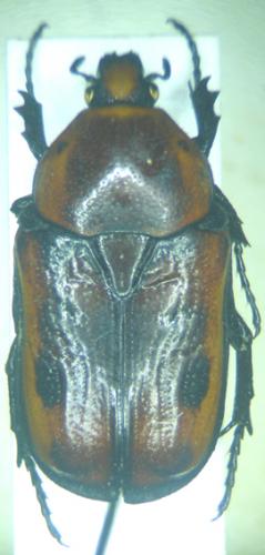 Pachnoda rufomarginata