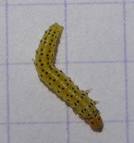Réf. 36 311 : Choreutis nemorana