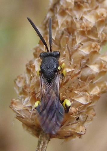 Chalcis myrifex