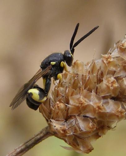 Réf. 36 003 : Chalcis myrifex