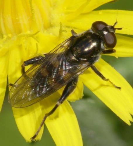 Chalcosyrphus nemorum