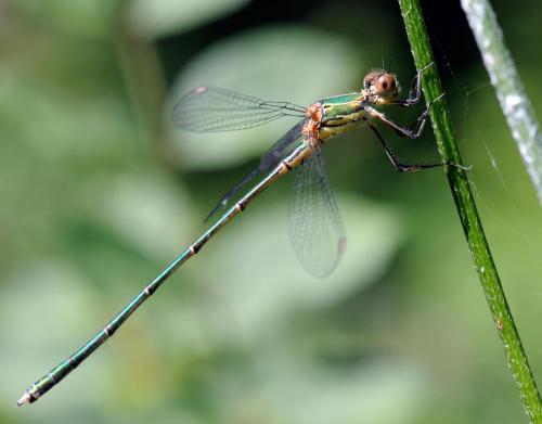 Chalcolestes viridis