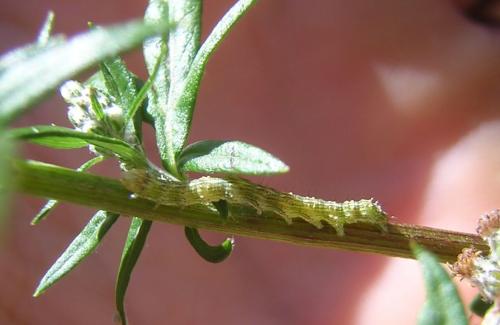 Réf. 36 499 : Cucullia absinthii
