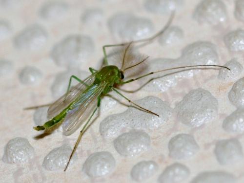 Chironomus sp.