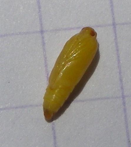Réf. 36 313 : Choreutis nemorana