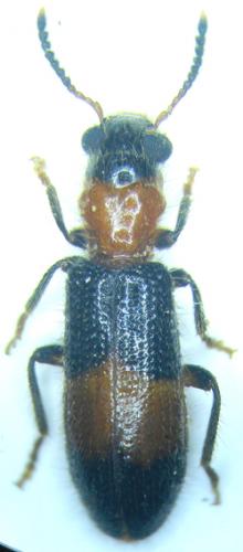 Réf. 36 515 : Eucymatodera senegalensis