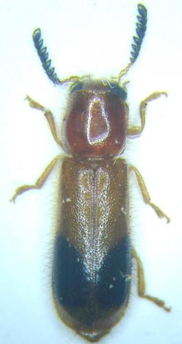 Tenerus sp.