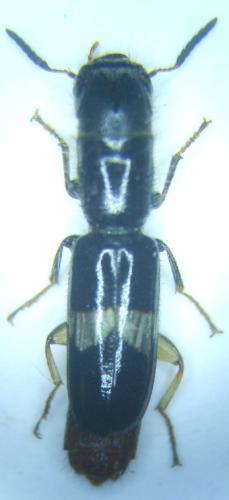 Tillinae