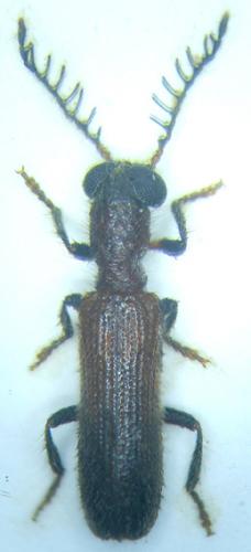 Tillinae
