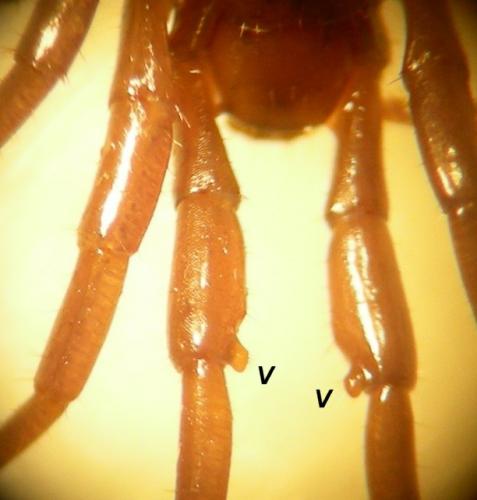 Lithobius calcaratus