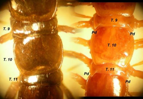 Lithobius divers