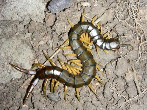 Réf. 36 215 : Scolopendra cingulata
