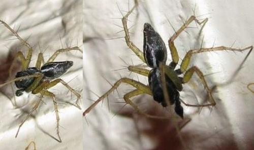 Oxyopes nigripalpis