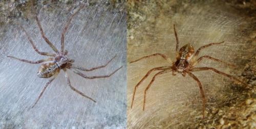 Philodromus sp.