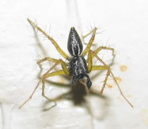 Oxyopes nigripalpis