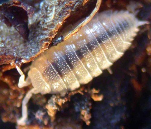 Réf. 36 170 : Trichorhina tomentosa