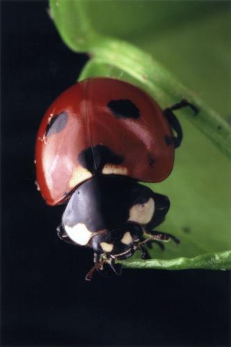 Coccinella magnifica