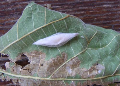 Choreutis nemorana