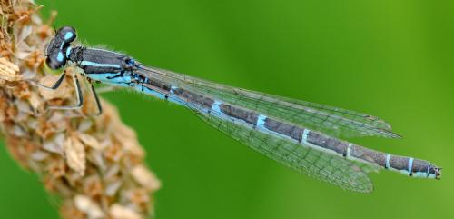 Réf. 36 201 : Coenagrion scitulum