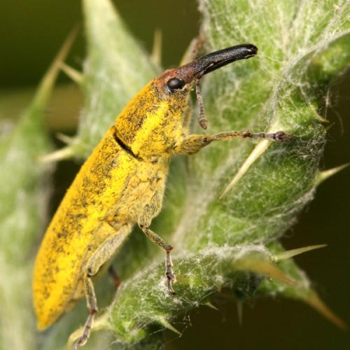 Réf. 36 474 : Lixus filiformis