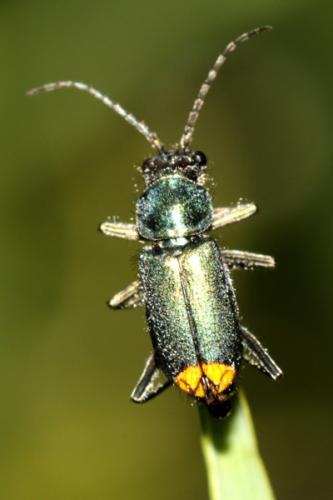 Réf. 36 148 : Clanoptilus arnaizi