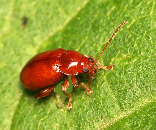 Réf. 36 814 : Neocrepidodera sp.