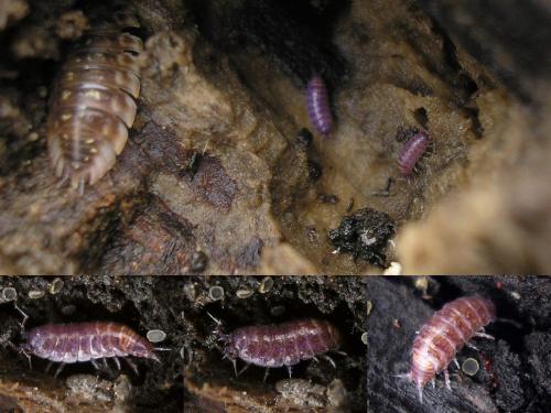 Réf. 36 306 : Hyloniscus riparius