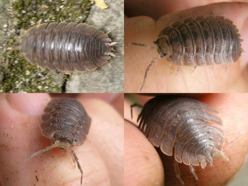 Porcellio dilatatus